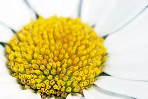 Macro of daisy Stock Photos