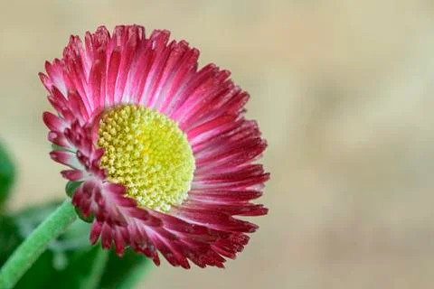 Macro daisy 스톡 사진