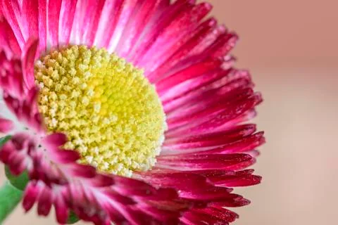 Macro daisy Photos