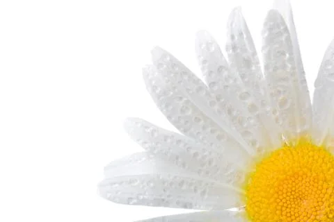 Macro daisy right bottom corner Stock Photos