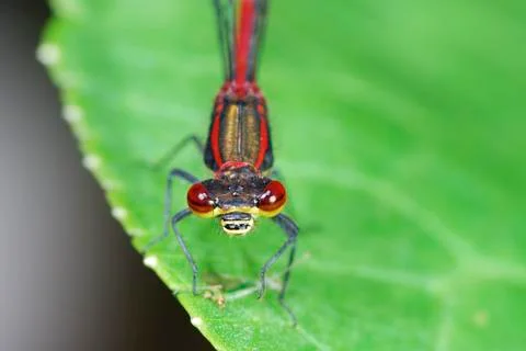 Macro of a damselfly on a green leaf Foto stock