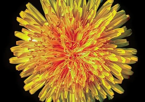 Macro dandelion on black background Stock Photos