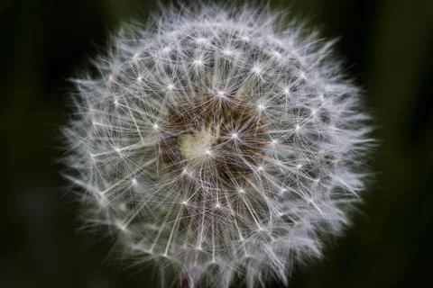 Macro Dandelion on Dark Background Stock Photos