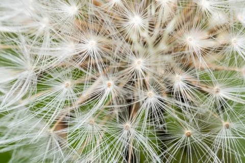 Macro dandelion flower Stock Photos