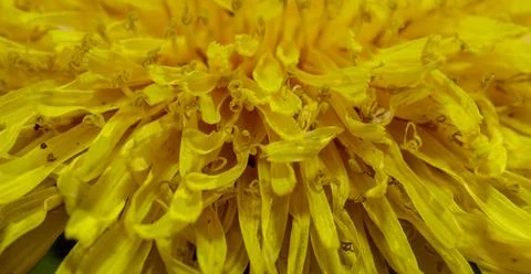 Macro of dandelion flower Stock Photos