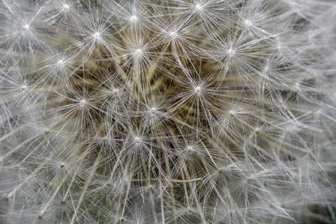 Macro of dandelion flower Stock Photos