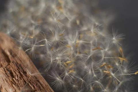 Macro dandelion fluff and aged wood in gray tone Stock Photos
