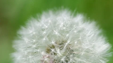 Macro of a dandelion Stock Footage 50165256