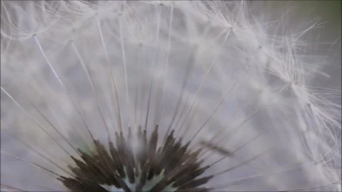 Macro of a dandelion in the garden Stock Footage 153970307