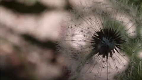 Macro of a dandelion in the garden Stock Footage 153970816