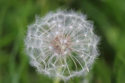 Macro Dandelion on Green Background 写真素材