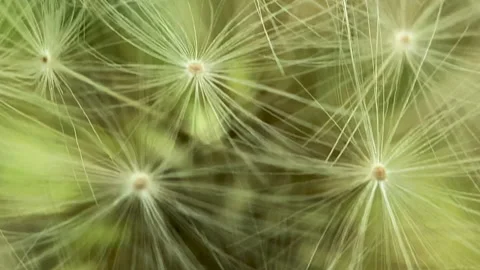 Macro Dandelion Interior with selective focus 4K Stock Footage 131782880