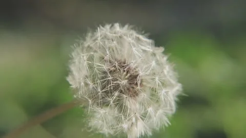 Macro on a dandelion moving in the wind. Stock Footage 145683268