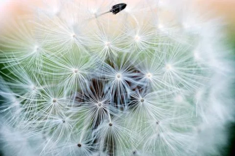 Macro dandelion Stock Photos