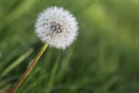 Macro Dandelion Stock Photos