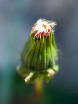 Macro Dandelion Stock Photos