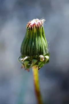Macro Dandelion Stock Photos