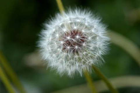 Macro Dandelion Foto stock