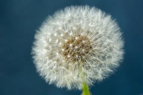 Macro Dandelion Stock Photos