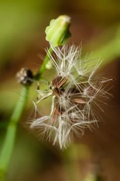 Macro dandelion Stock Photos