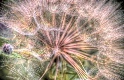 Macro dandelion 写真素材