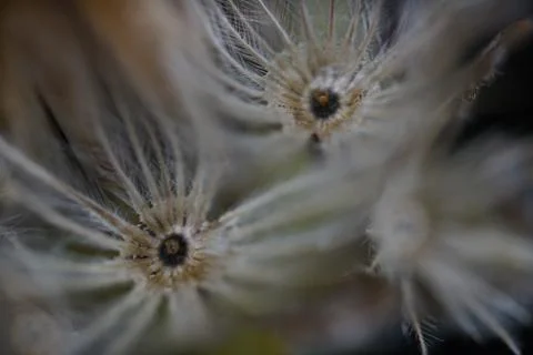 Macro dandelion Foto stock