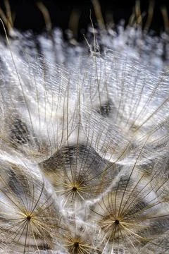 Macro of dandelion seed with back light on a black background Stock Photos