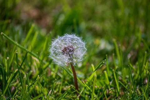 Macro dandelion seed head in soft morning sunlight on grass Stock Photos