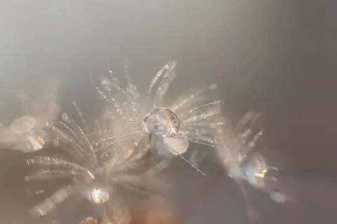 Macro dandelion seed with water drop on it Stock Photos