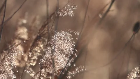 Macro Dandelion Seedhead Swaying in Golden Backlit Nature Close-up Video stock 330897283