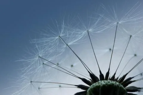 Macro of dandelion seeds Stock Photos