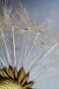 Macro of dandelion seeds Stock Photos