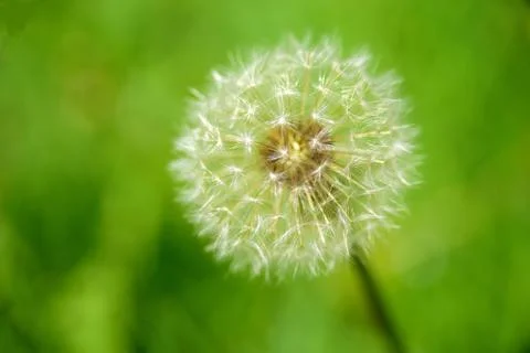 Macro dandelion with seeds Stock Photos