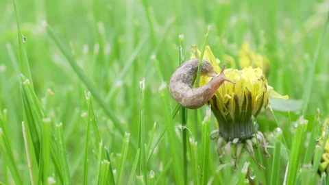 Macro dandelion with slug Stock Footage 75426810