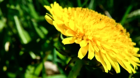 Macro dandelion time-lapse Vídeo Stock 730168