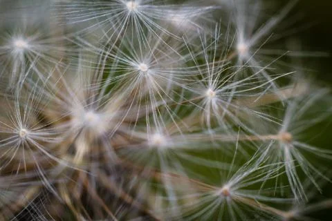 Macro dandelion2 Stock Photos