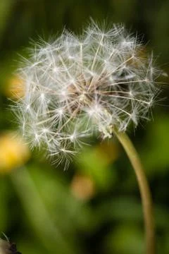 Macro dandelion3 Stock Photos