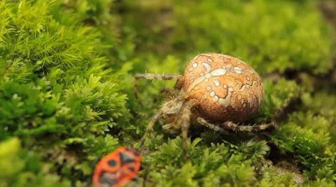 Macro Dangerous Spider and a Red Beetle Bug, Close-Up, Araneae, Arthropods Stock Footage 8861376