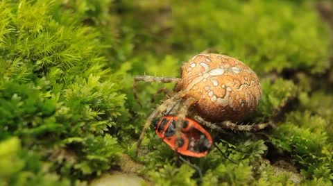 Macro Dangerous Spider and a Red Beetle Bug, Close-Up, Araneae, Arthropods Stock Footage 8895845