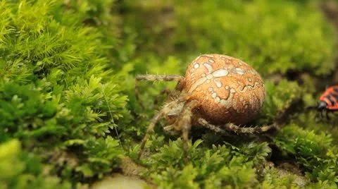 Macro Dangerous Spider and a Red Beetle Bug, Close-Up, Araneae, Arthropods Vidéo 8895847