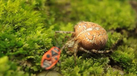 Macro Dangerous Spider and a Red Beetle Bug, Close-Up, Araneae, Arthropods 库存影片 8895903