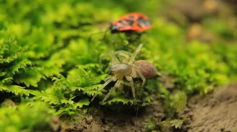 Macro Dangerous Spider and a Red Beetle Bug, Close-Up, Araneae, Arthropods Vídeos de archivo 9498933