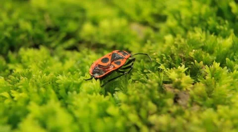 Macro Dangerous Spider and a Red Beetle Bug, Close-Up, Araneae, Arthropods Video stock 9502174