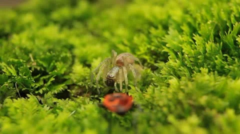 Macro Dangerous Spider and a Red Beetle Bug, Close-Up, Araneae, Arthropods Vídeo Stock 9503674