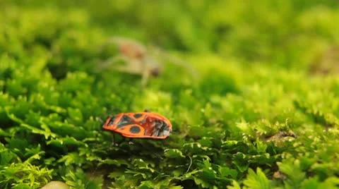 Macro Dangerous Spider and a Red Beetle Bug, Close-Up, Araneae, Arthropods Vídeo Stock 9511693