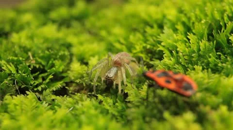 Macro Dangerous Spider and a Red Beetle Bug, Close-Up, Araneae, Arthropods Stock-Footage 9524470