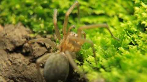 Macro Dangerous Spider and a Red Beetle Bug, Close-Up, Araneae, Arthropods 動画素材 9525993