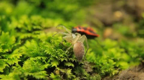 Macro Dangerous Spider and a Red Beetle Bug, Close-Up, Araneae, Arthropods Видео 9528560