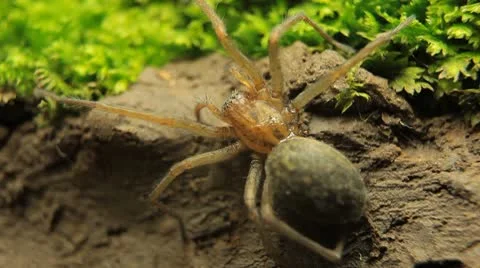 Macro Dangerous Spider and a Red Beetle Bug, Close-Up, Araneae, Arthropods Stock Footage 9536264