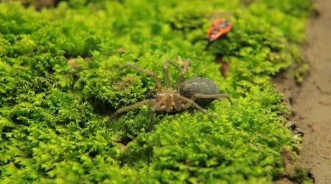 Macro Dangerous Spider and a Red Beetle Bug, Close-Up, Araneae, Arthropods Vídeos de archivo 9540512
